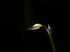 Utricularia uliginosa