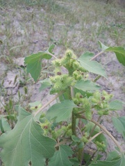 Xanthium orientale riparium