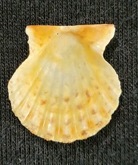 Antillipecten antillarum
