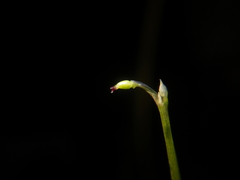 Utricularia uliginosa
