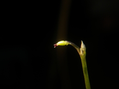 Utricularia uliginosa