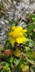 Senecio maritimus