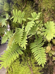 Polypodioideae