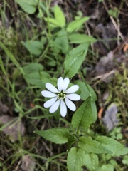 Stellaria chilensis