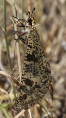 Palpares libelluloides