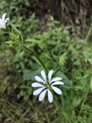 Stellaria chilensis