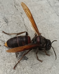 Vespa analis
