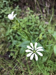 Stellaria chilensis