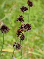 Juncus ensifolius