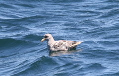 Fulmarus glacialis