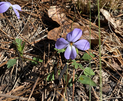 Viola pedata