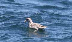 Fulmarus glacialis