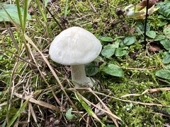 Clitocybe robusta