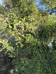 Diospyros texana