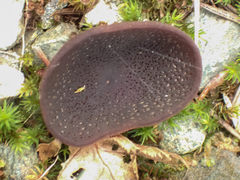 Pseudoplectania nigrella