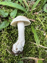 Clitocybe robusta