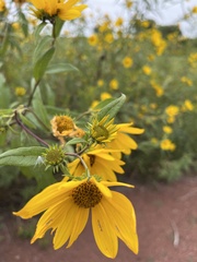 Helianthus
