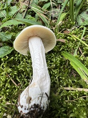 Clitocybe robusta