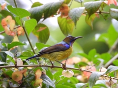 Anthreptes malacensis