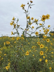 Helianthus