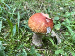 Boletus