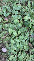 Plantago urvillei