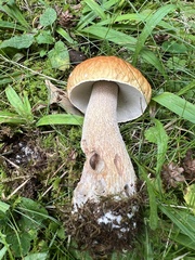Boletus
