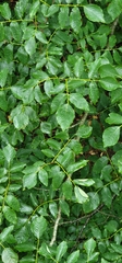Cladrastis kentukea
