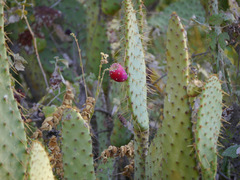 Opuntia