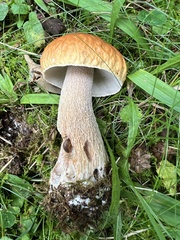 Boletus