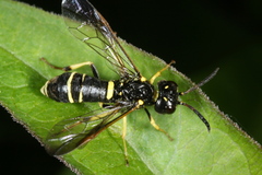 Allantus viennensis