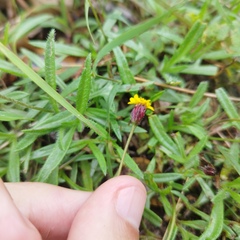 Tridax coronopifolia
