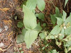 Neottia banksiana