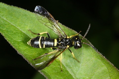 Allantus viennensis