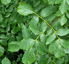 Cladrastis kentukea