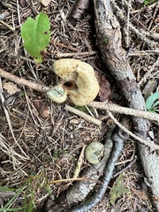 Lactarius deterrimus