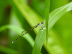 Pseudocopera ciliata