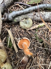 Lactarius deterrimus