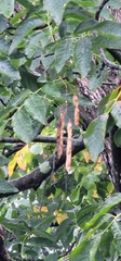 Cladrastis kentukea