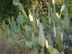 Opuntia