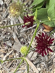 Agapostemon virescens