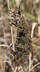 Palpares libelluloides