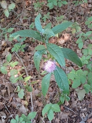 Cirsium altissimum