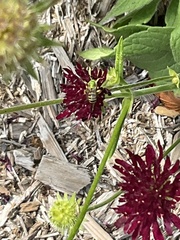 Agapostemon virescens