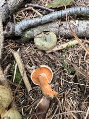 Lactarius deterrimus
