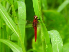 Rhodothemis rufa