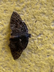 Caria stillaticia