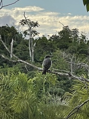 Tyrannus dominicensis
