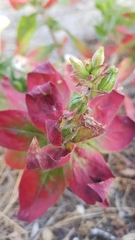 Onagraceae