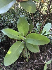 Acrisione denticulata